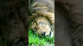 Why Lions Eat Grass Shocking Fact [upl. by Secnarf375]