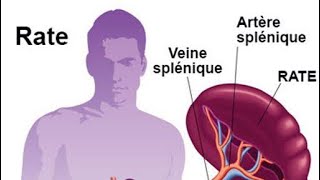 Les Organes Lymphoides  immunologie [upl. by Issi]