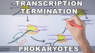 Transcription Termination in Prokaryotes [upl. by Latif82]