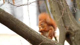 Sehr niedlich Eichhörnchen knackt eine Walnuss und isst sie ein anderes putzt sich Red Squirrel [upl. by Chuu]