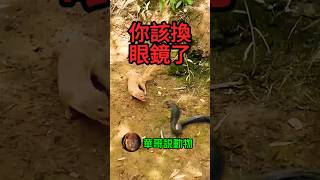 獴囂張的對眼鏡蛇說，喂，你的眼鏡該換了animals nature 動物 華哥説動物 [upl. by Iorgo]