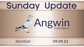 Young bird pigeon racing from Honiton 090923 with Angwin Family Pigeons [upl. by Lau516]