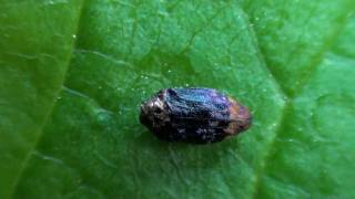 Metallic Woodboring Beetle Buprestidae Brachys aerosus on Oak [upl. by Bork]