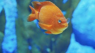 Fish HD VideoKelp Perch Fish Close Up Video at SEA Aquarium SingaporeFish Swimming in Tank [upl. by Colet]