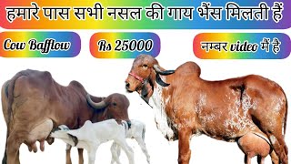 6269548685☎️Gir Rathi Desi Sahiwal Cow Murra Baffulow Sell Starting Price 30000 [upl. by Vern]