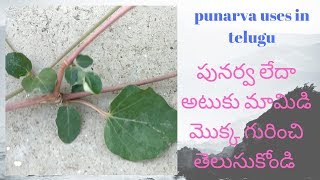 పునర్నవ లేదా అటుకు మామిడి ఉపయోగాలు punarnava uses in telugu [upl. by Cired]