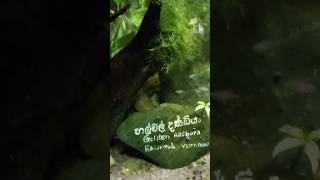 හල්මල් දණ්ඩියා  Halmal Dandiya fish  Golden Rasbora  fish aquarium lahirualwis 🇱🇰 [upl. by Ahsiekyt107]