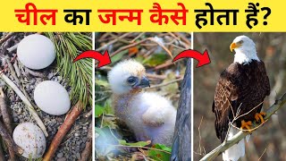 चील का जीवन चक्र  Eagle Life Cycle Video  Life Cycle Of Eagle In Hindi  Cheel Ka Janm Kaise Hota [upl. by Jezabelle]