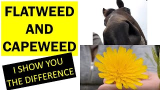 FLATWEED amp CAPEWEED  What is the difference I explain and my horse helps me weed the paddock [upl. by Bianca]