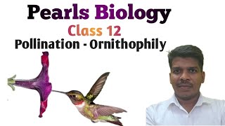 Class 12 Pollination Ornithophily [upl. by Mafala]