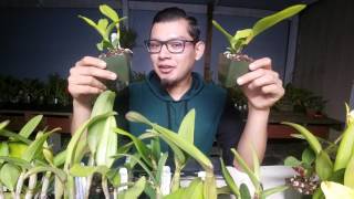 May Orchid Haul and How I got started with Orchids [upl. by Ynabla]