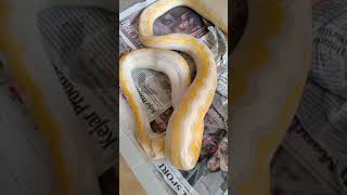 retic albino motley lavender retic ular snake albino reticalbino [upl. by Faires]