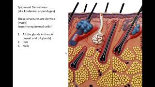 integumentary system part 2 [upl. by Lourdes902]