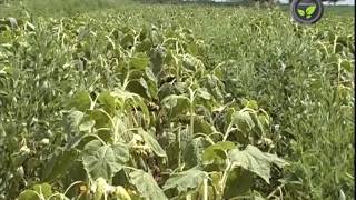 Inter Cropping Mixed Cropping and Crop Rotation [upl. by Gibe]