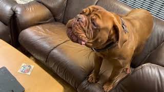 Dogue de Bordeaux  How is my guard dog reacting to strange sounds😂🤣 [upl. by Tsyhtema]