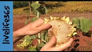 How toHarvest and Eat Sunflower Seeds [upl. by Namajneb]