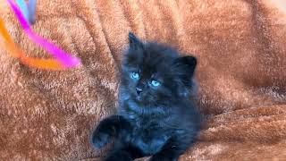 Black Siberian kitten Connecticut Winter Paws Siberian cats Siberian breeder Connecticut [upl. by Couchman]