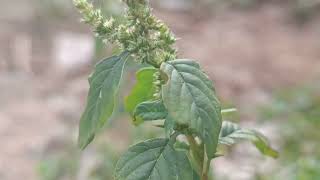 Amaranthus spinosus [upl. by Htims]