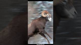 Bighorn Ram Rut Headbutt [upl. by Chaffin]