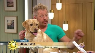 Så lär du valpen att bli rumsren  Nyhetsmorgon TV4 [upl. by Remsen]