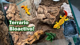 Terrario Bioactivo geckoleopardo diy [upl. by Nichole]