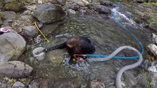 Dredging for gold in Southern Oregon Republic Mining [upl. by Drallim]