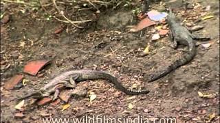 Gharial belly crawling in National Chambal Sanctuary Madhya Pradesh [upl. by Hyams]