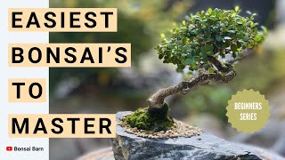 “Top 5 Easiest Bonsai Trees to Master” Perfect for Beginners [upl. by Namas]