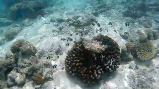 Vilamendhoo 2024 House reef [upl. by Cleave]