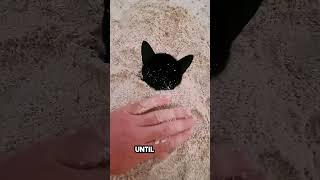 he was playing on the beach until this cat appeared 😂 [upl. by Delinda]