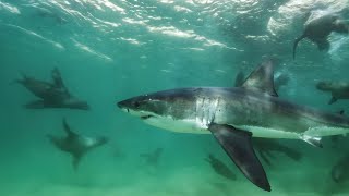 Great White Shark Mobbed by Gang Of Seals  Planet Earth III  BBC Earth [upl. by Johnsson]