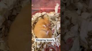 SLEEPING BEAUTY sleeping hamsters sleepingbeauty shortsvideo shortsfeed shortvideo shorts [upl. by Jacenta]