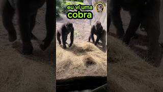 Gorila vs Cobra 🦍🆚🐍 [upl. by Oberon]