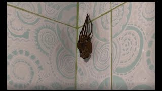 Huntsman Spider  Molting [upl. by Eliath]