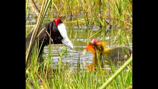 RedKnobbed Coot Raises a 3 Day Old Chick Birdwatching in Kenya [upl. by Aifos718]