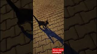 Caddebostanda sarışın kediler 🐱 [upl. by Aicilak]