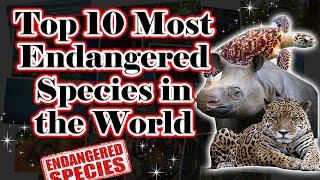 Top 10 Most Endangered Species in the World [upl. by Gerita861]