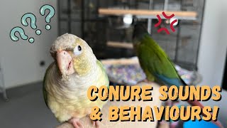 What Green Cheek Conure Sounds amp Behaviours Mean  TheParrotTeacher [upl. by Esinej]