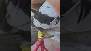 Racing pigeon walked right up to me Band AU 2024 ARPU 66810 Found Ruskin FL [upl. by Nofets]