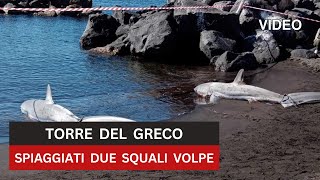 VIDEO  Due squali volpe ritrovati con le pinne legate spiaggiati a Torre del Greco [upl. by Yuhas]