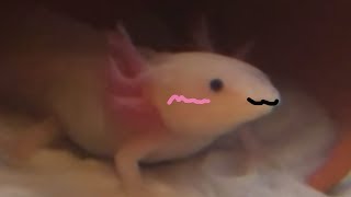 Axolotl yawning meme original meme [upl. by Enaerb]