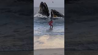 A large whale causes a young skimboarder to hit a wave [upl. by Lennej436]