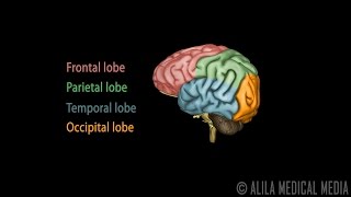 Neuroscience Basics Human Brain Anatomy and Lateralization of Brain Function 3D Animation [upl. by Aiket]