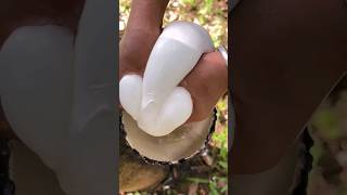 Natural rubber from rubbertree  viralshorts hindifacts [upl. by Guria52]