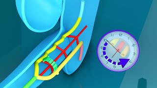 3D Midgut Embryology  Rotation of Midgut in 3D  Physiological Umbilical Hernia and Intestines [upl. by Allemaj]