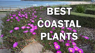 Top 10 Coastal Plants for SaltLaden Windy Situations  Ozbreed [upl. by Normi743]