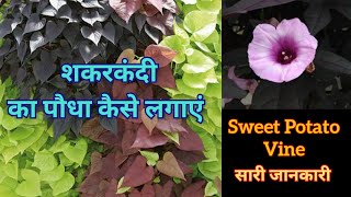 Ornamental sweet potato vine care Top plant for hanging basket कैसे लगाएं शकरकंदी का पौधा [upl. by Eizus]