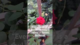 Good morning rose balconygarden flowers nature yt fyp trending rosegarden [upl. by Nisbet446]