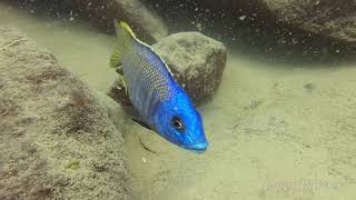 Otopharynx sp heterodon nankumba at Mitande [upl. by Nnylyoj]