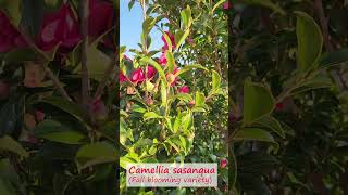 Camellia  Fall blooming shrub with vibrant color  zones 79 shorts [upl. by Huxham]